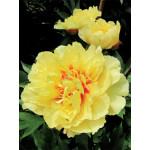 Желтые пионы (0)