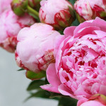 Півонії Голландські (0)