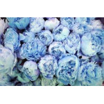 Пионы синие (0)