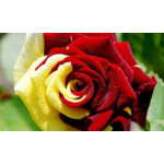 Двоколірні троянди (0)