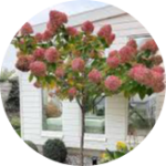 Гортензия на штамбе (0)