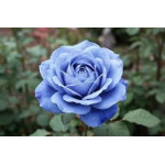 Сині троянди (0)