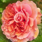 Троянди безперервного цвітіння (0)