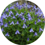 Клематис кущовий (7)