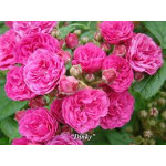 Мускусні троянди (0)