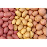 Элитные семена картофеля (7)