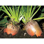 Семена кормовой свеклы (0)