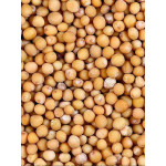 Семена горчицы белой (0)