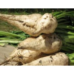 Семена сахарной свеклы (0)