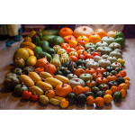 Элитные семена тыквы (10)