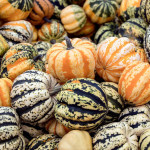 Семена декоративных тыкв (6)