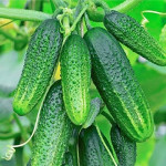 Насіння огірків F1 (0)