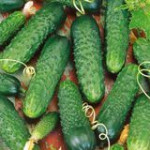 Насіння самозапильних огірків (0)