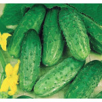 Польське насіння огірків (0)