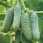 Професійне голландське насіння огірків (0)