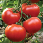 Голландське насіння помідорів (0)