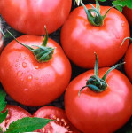 Насіння помідорів ранніх (0)