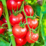 Насіння помідорів F1 (0)