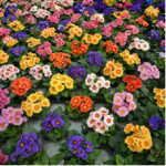 Голландське насіння квітів (0)