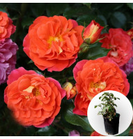 Троянда в горщику Gebruder Grimm 5 л