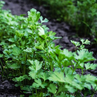 Петрушка Гигант Италии 2 г Фасованное