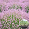 Розсада Лаванда Розеа 160 шт (касета)