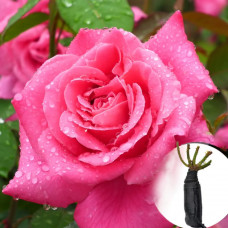 Троянда Pink Peace