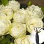 Троянда Morsdag White (саджанець)