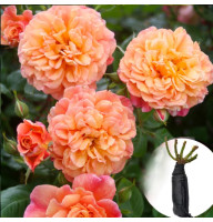 Троянда Aloha (Аллоха)