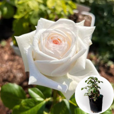 Роза в горшке White O'Hara (Вайт Охара)