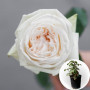 Роза в горшке White O'Hara (Вайт Охара)
