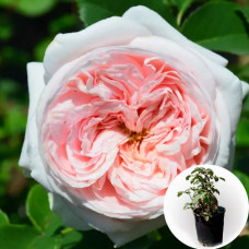 Роза в горшке Claire Rose (Клер Роуз)
