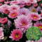 Хризантема Staviski Pink 0,5 л