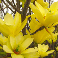 Магнолія привита 3-х річна Golden Dream в горщику