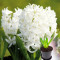 Гіацинт White Pearl 1 шт в горщику