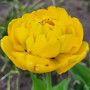 Луковицы Тюльпан Yellow Pomponette