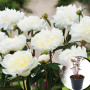 Пион в горшке Duchesse de Nemours 3-х летний