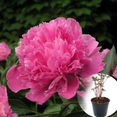 Півонія в горщику Edulis Superba 3-х річна