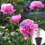 Пион в горшке Edulis Superba 3-х летний