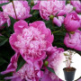 Пион в горшке Edulis Superba 3-х летний