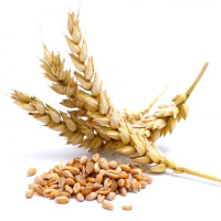 Пшениця насіння 1 кг