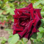 Троянда в горщику Claret Pixie