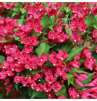 Вейгела Red Prince 1,5 л