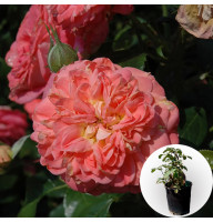 Троянда в горщику Queen of Hearts 5 л