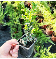 Самшит вічнозелений Buxu 0,5 л