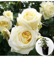 Троянда в горщику Schneewalzer 5 л