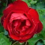 Роза в горшке Lilli Marllene