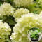 Гортензия Limelight 0,5 л