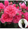 Роза в горшке Rosarium Uetersen