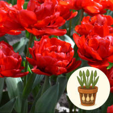 Тюльпан Abba в горшке 3 шт